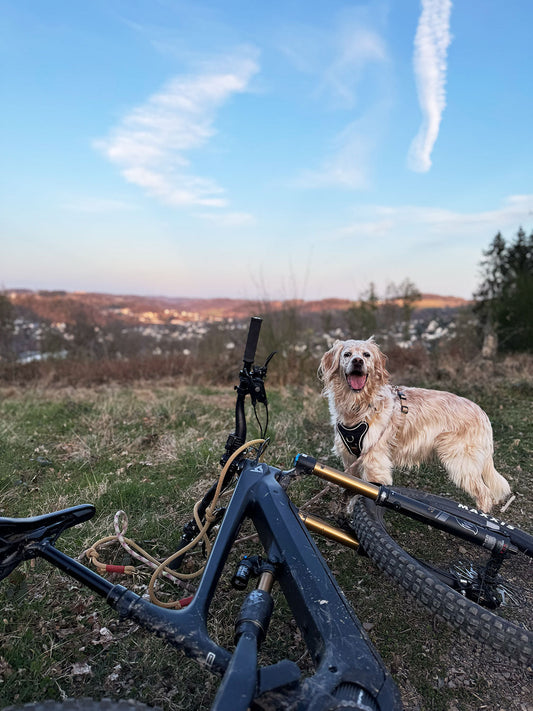 Fahrradfahren mit Hund – dein Guide für sichere & entspannte Touren