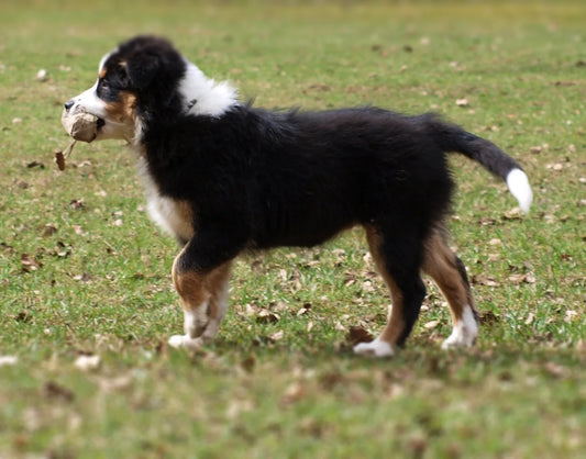 Apportieren mit dem Preydummy (Teil 5)