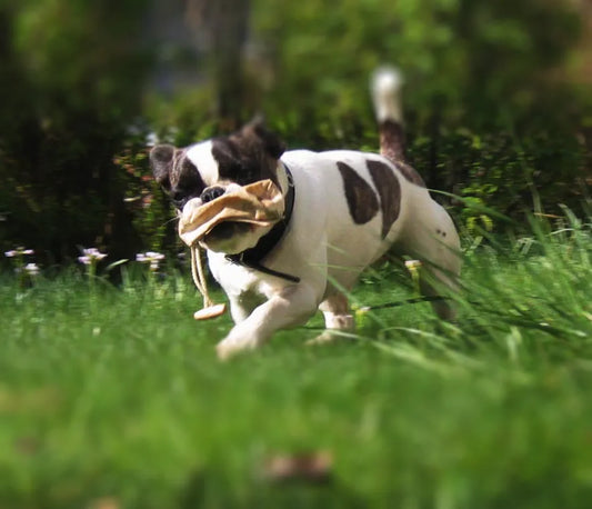 Apportieren mit dem Preydummy (Teil 6)