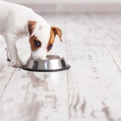 Happy Pet Happy Cap Rutschfester Spaniel-Futternapf