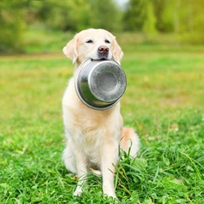 Happy Pet Happy-Cap-Edelstahl-Krippe