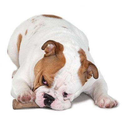 Petstages Dogwood Durable Stick