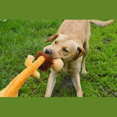 Happy Pet Glückliche Mütze Wilder Krinklerlöwe