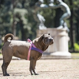 Morso Norwegisches Hundegeschirr Recycelt Süsser Tweet Rosa