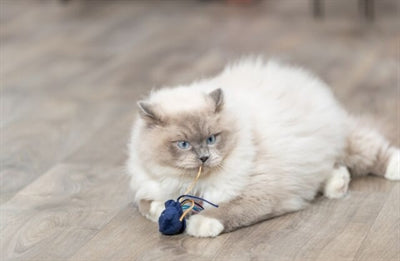 Trixie Meerestier Plüsch Mit Katzenminze Sortiert