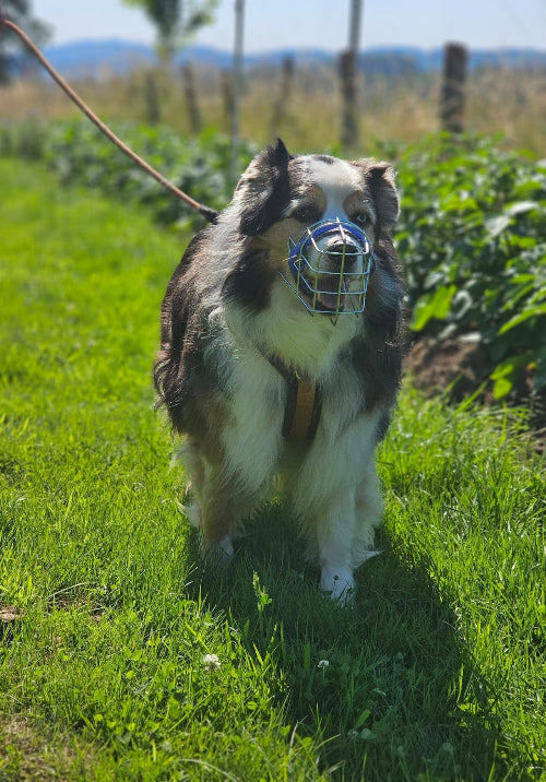 Hund-mit-angepassten-Maulkorb-aus-draht