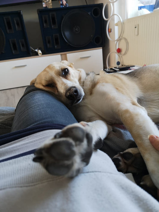 Orthopädische Hundebetten – Modeerscheinung oder Must-have?