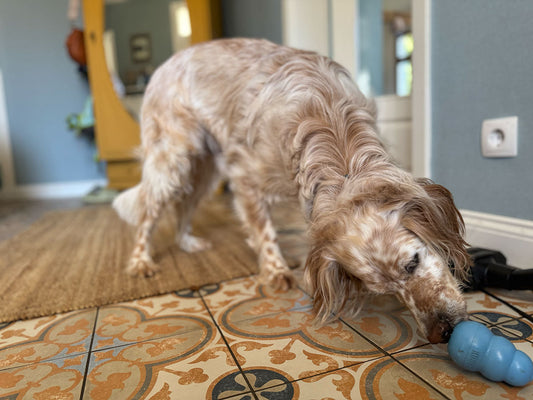 Hundebeschäftigung für wenig Zeit – Die besten schnellen Ideen!