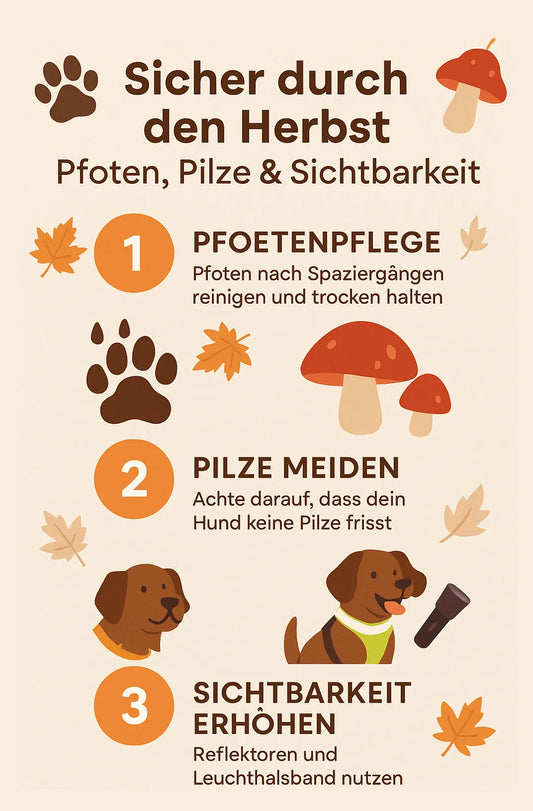 Sicher durch den Herbst – Pfoten, Pilze & Sichtbarkeit