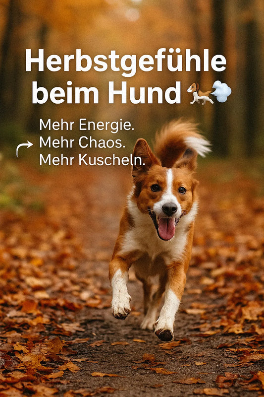Herbstgefühle beim Hund – wenn dein Vierbeiner aufdreht