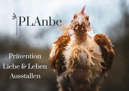 Hühner retten mit Federherz e.V. – Wie ausgediente Legehennen ein neues Leben finden