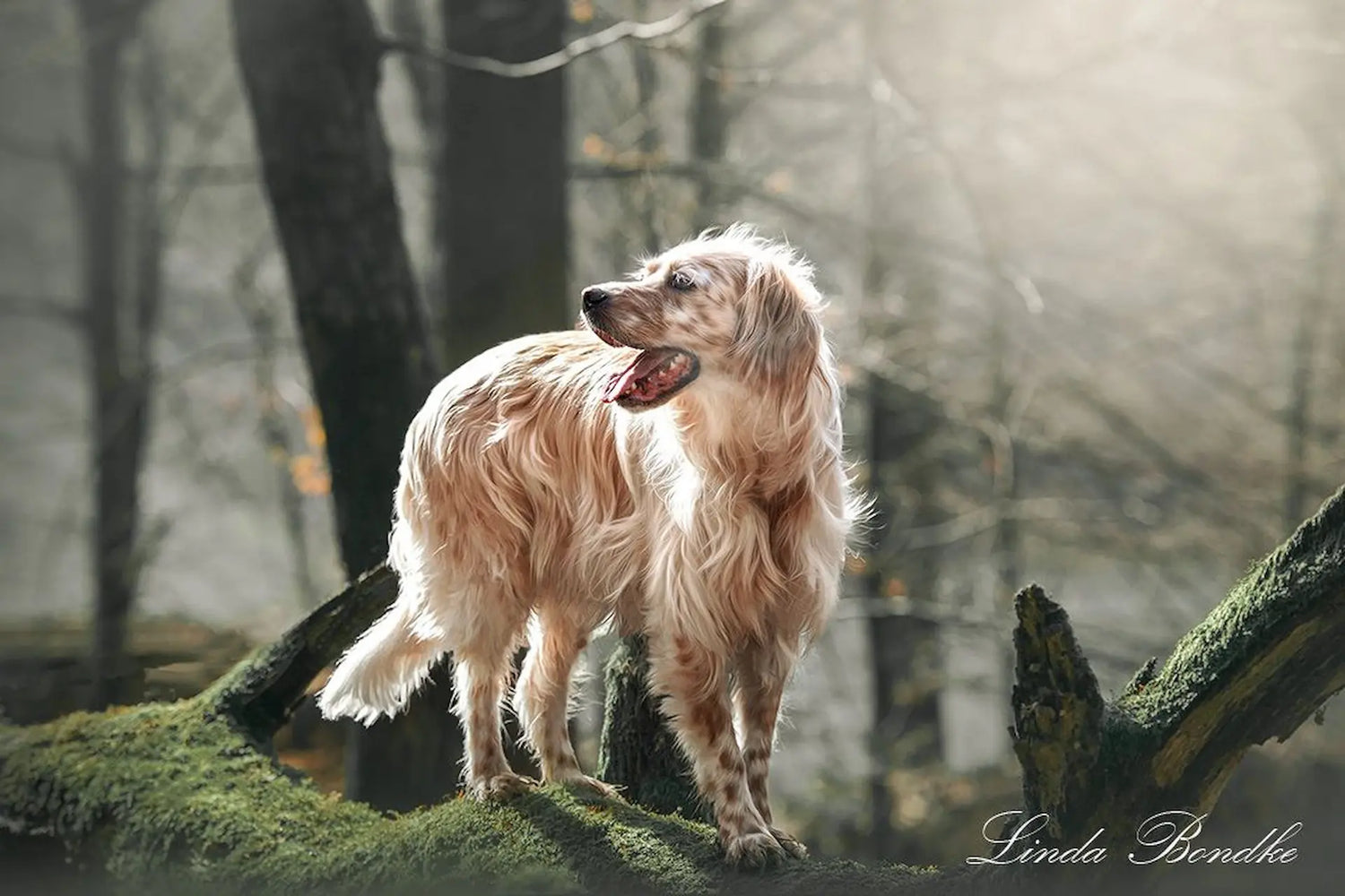 Erstausstattung für Hunde – Sicherheit, Komfort & Geborgenheit