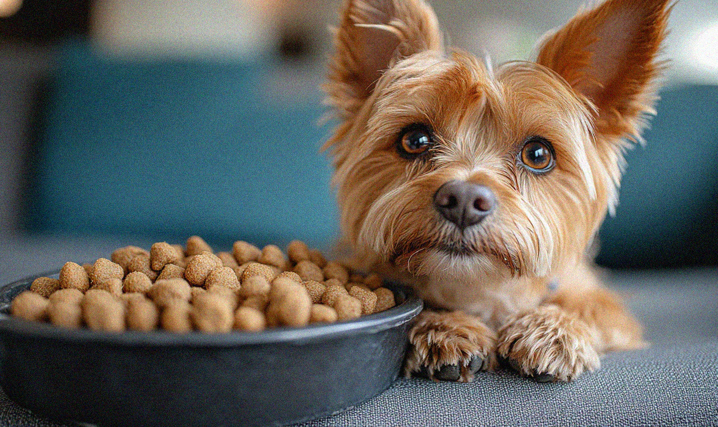 Hundezubehör für jeden Bedarf – Näpfe, Spielzeug & praktische Accessoires