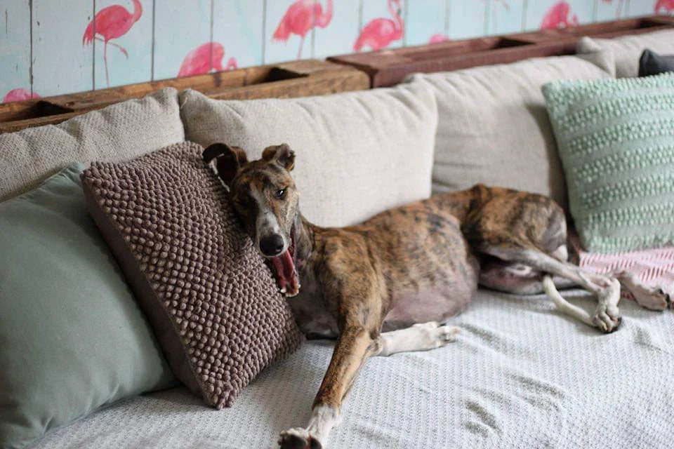 Das perfekte Hundebett – Komfort, Sicherheit & optimale Erstausstattung für Deinen Vierbeiner