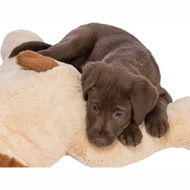 Trixie Kuschelhund Benny Plüsch Beige / Braun