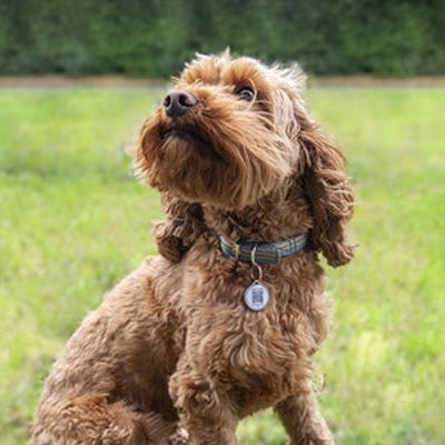 Fetch Tag Smart Pet Tag