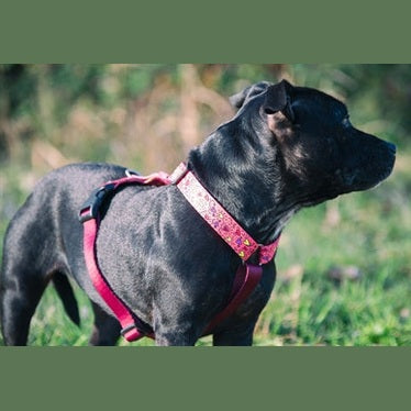 Morso Hundegeschirr Hundeleine Recycelt Rosa Think Pink
