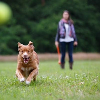 Happy Pet Glückliches Haustier Werfen N Apportieren Wurfstab-Assorti