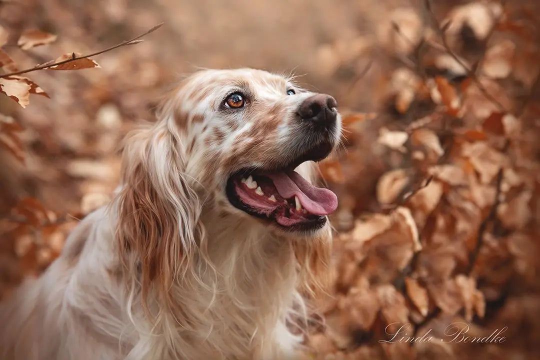 Fips der kleine Setter wibrt für unsere Spendenaktionen
